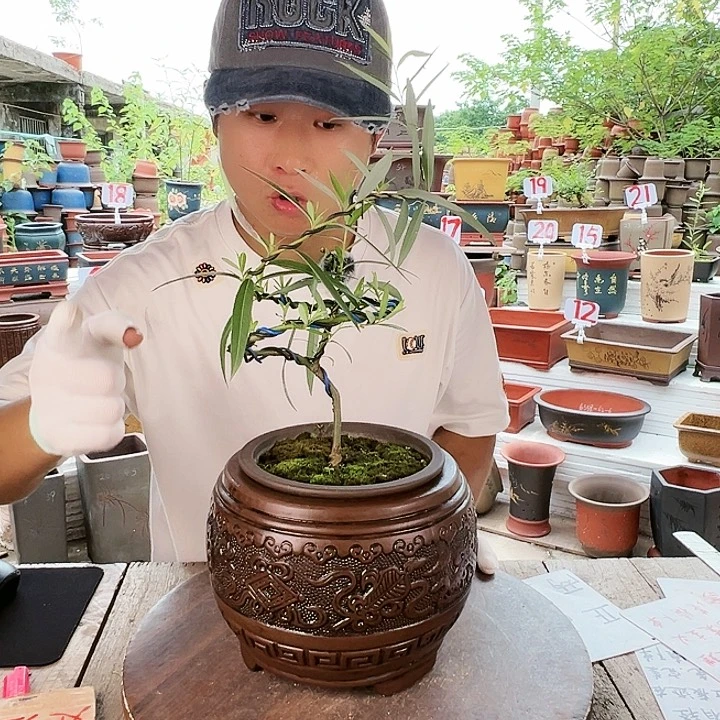 紫砂20CM（含）-50CM（不含）