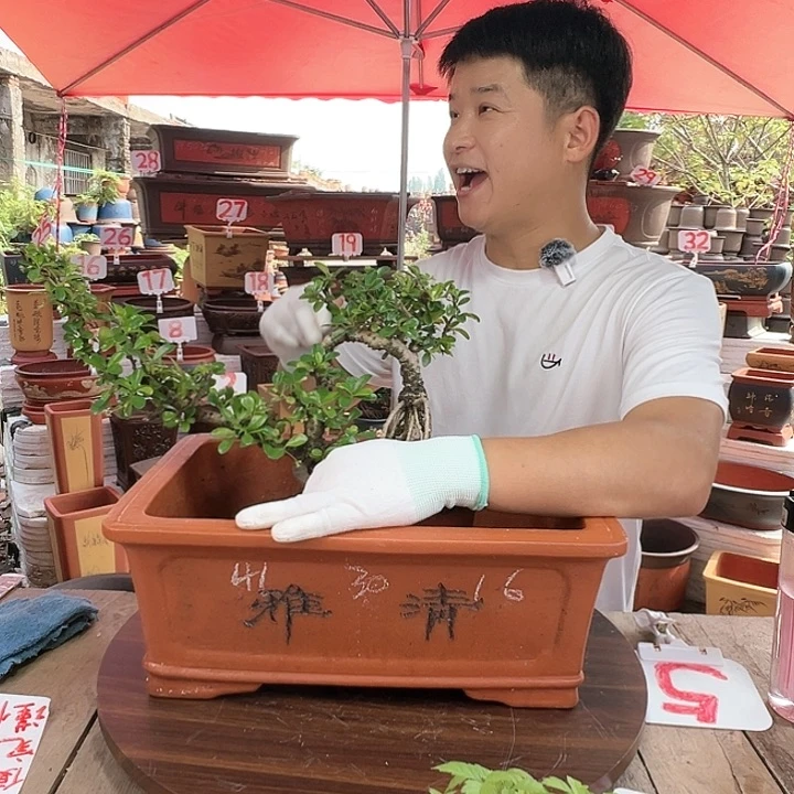 紫砂20CM（含）-50CM（不含）