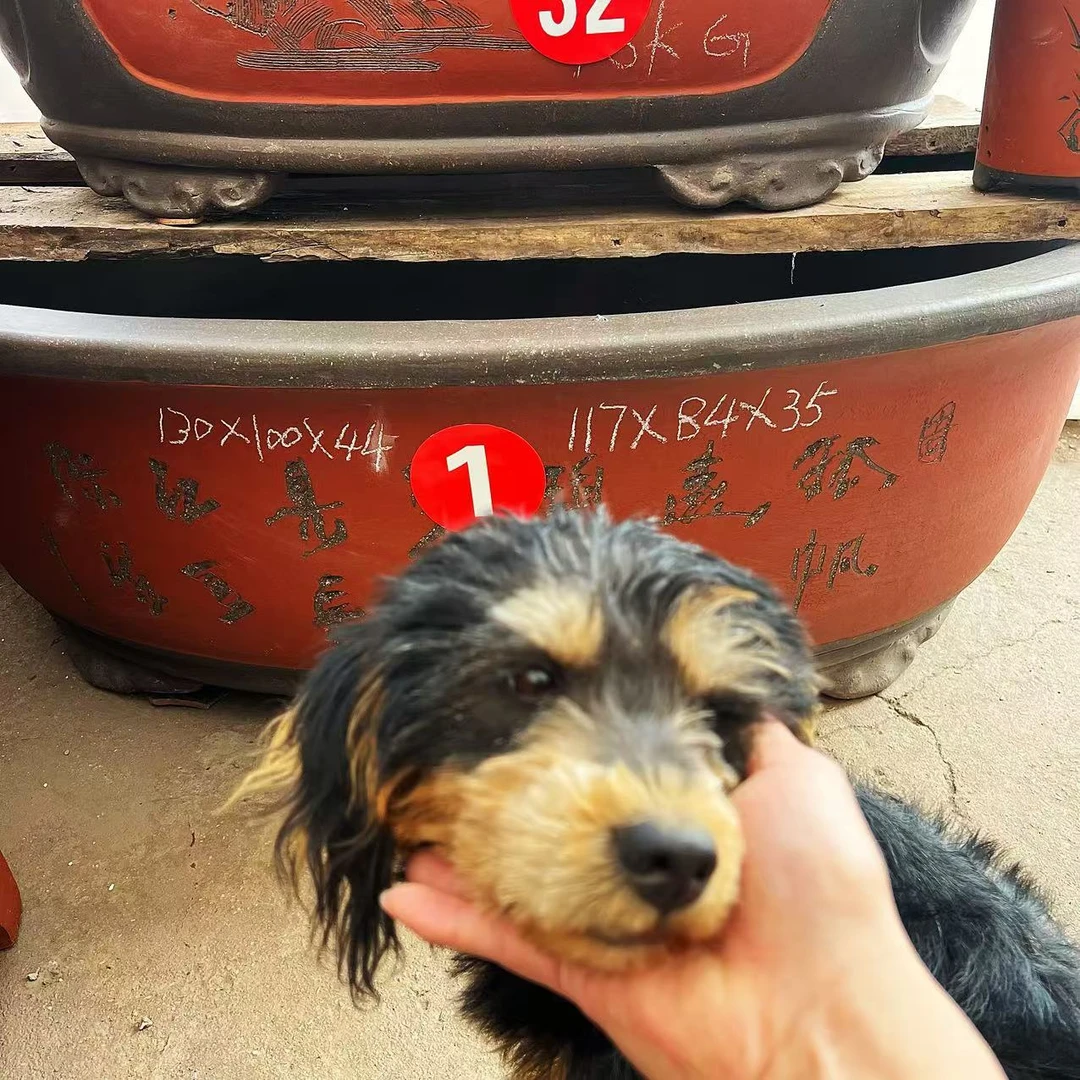 紫砂特大1.3米腰圆盆景造型园艺大紫砂花盆