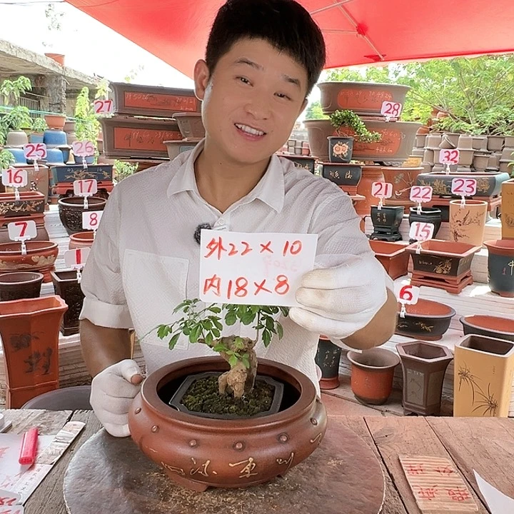 紫砂20CM（含）-50CM（不含）