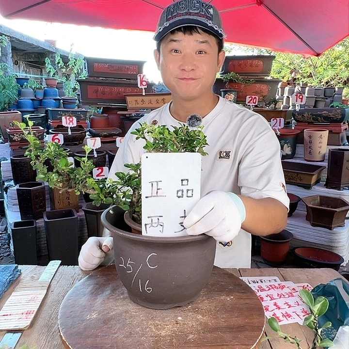 紫砂20CM（含）-50CM（不含）