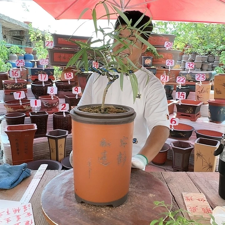 紫砂20CM（含）-50CM（不含）