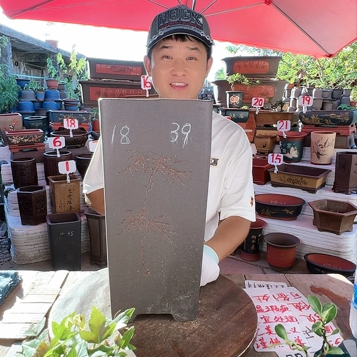紫砂20CM（含）-50CM（不含）
