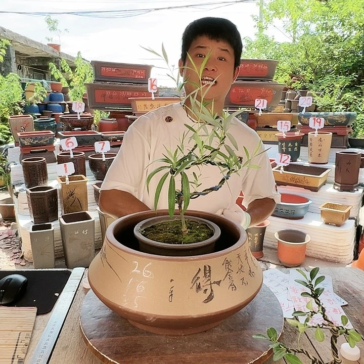 紫砂20CM（含）-50CM（不含）