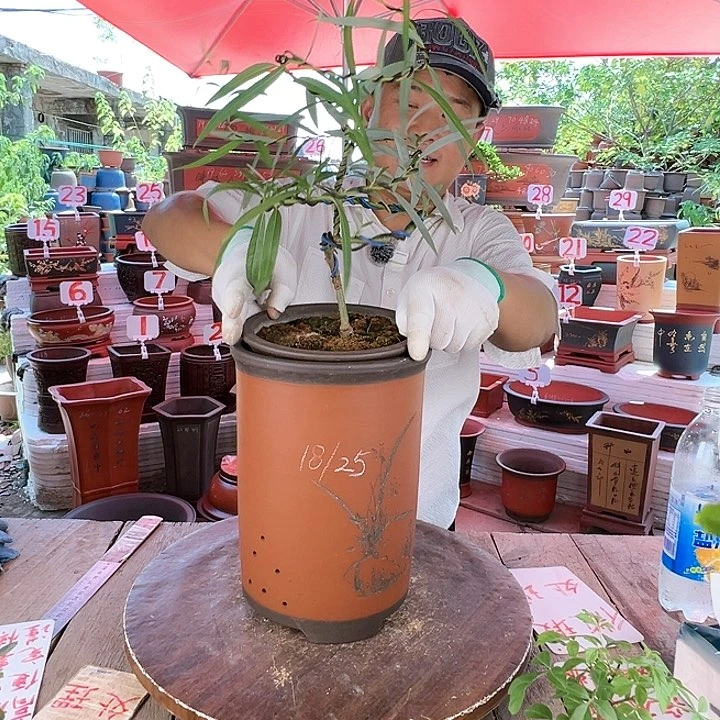紫砂20CM（含）-50CM（不含）