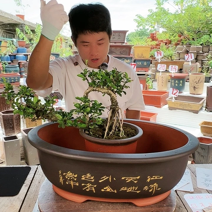 紫砂20CM（含）-50CM（不含）