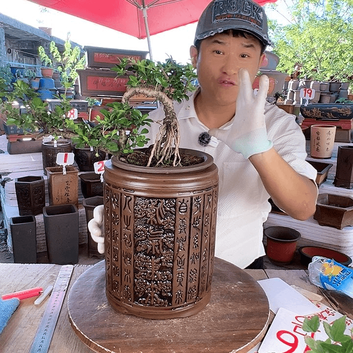 紫砂20CM（含）-50CM（不含）
