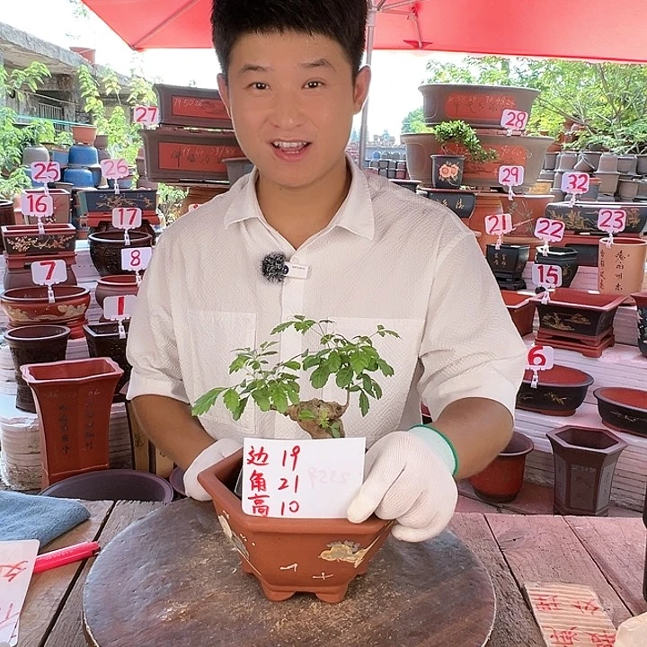 紫砂20CM（含）-50CM（不含）