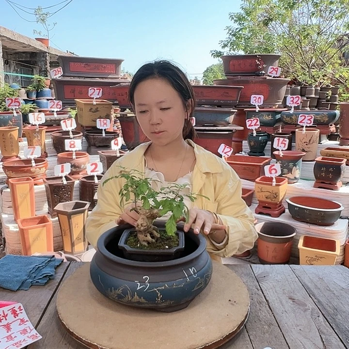 紫砂20CM（含）-50CM（不含）