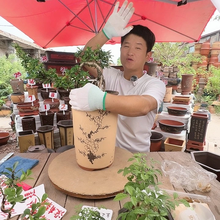 紫砂20CM（含）-50CM（不含）