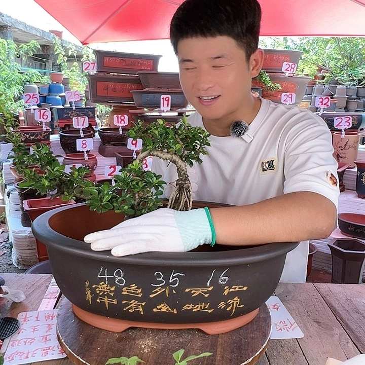 紫砂20CM（含）-50CM（不含）