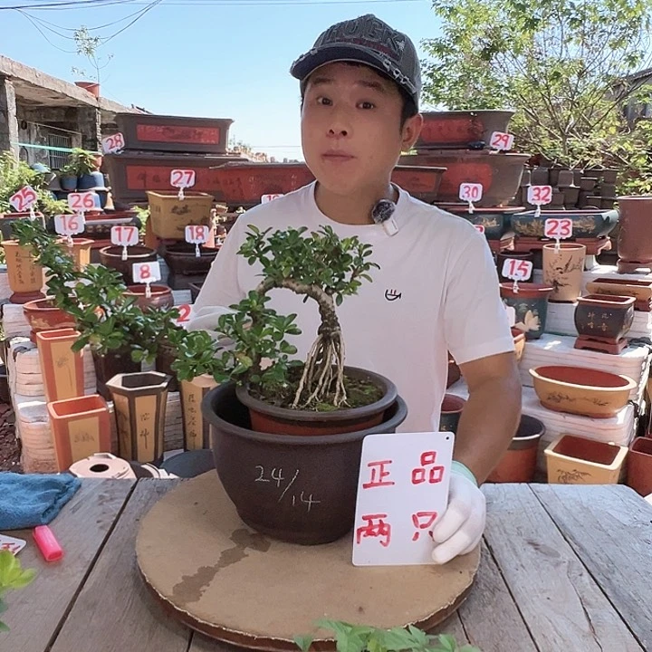 紫砂20CM（含）-50CM（不含）