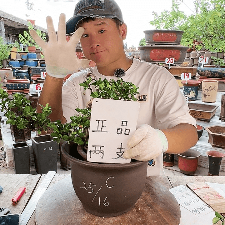 紫砂20CM（含）-50CM（不含）