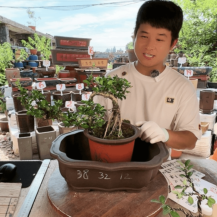 紫砂20CM（含）-50CM（不含）