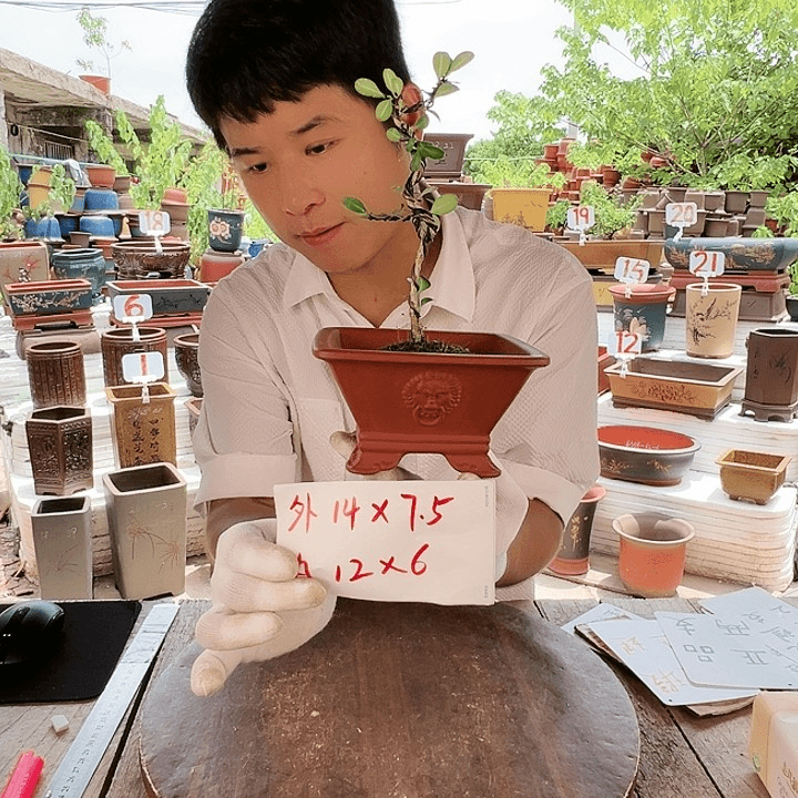 紫砂20CM（含）-50CM（不含）