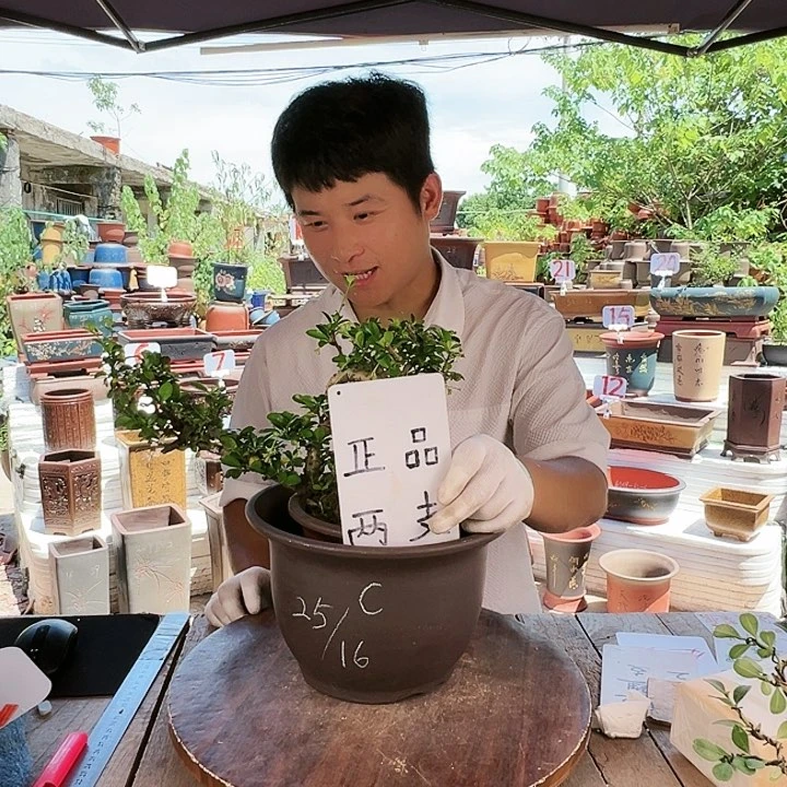 紫砂20CM（含）-50CM（不含）