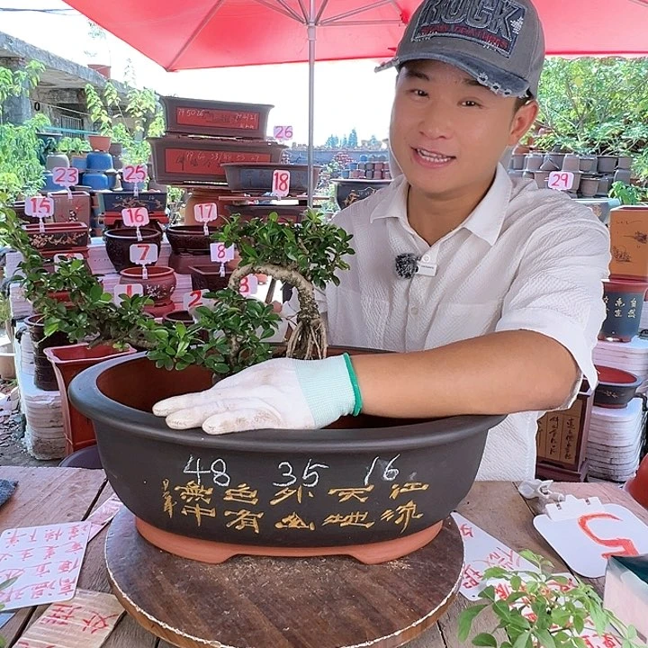 紫砂20CM（含）-50CM（不含）