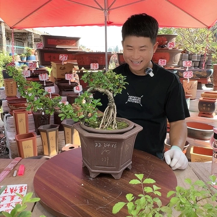 紫砂20CM（含）-50CM（不含）