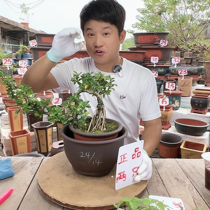 紫砂20CM（含）-50CM（不含）