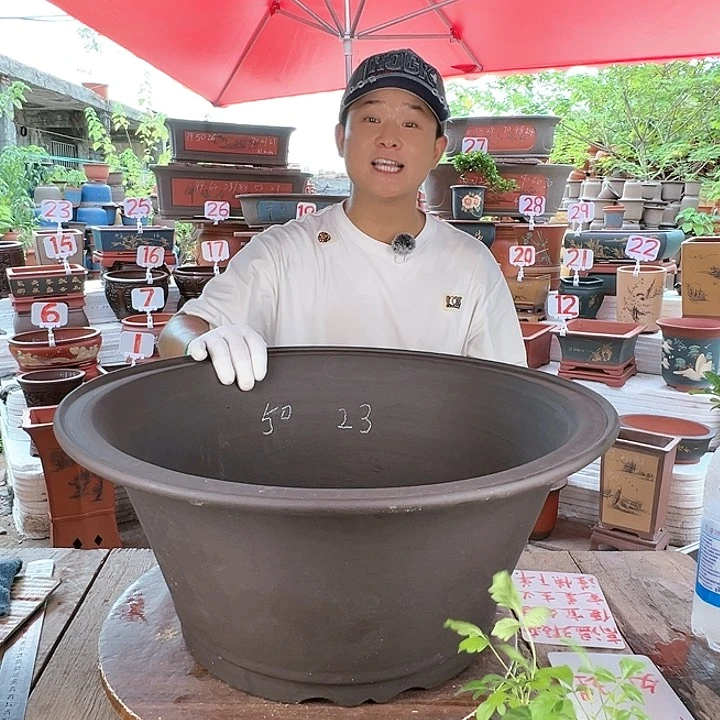 紫砂20CM（含）-50CM（不含）