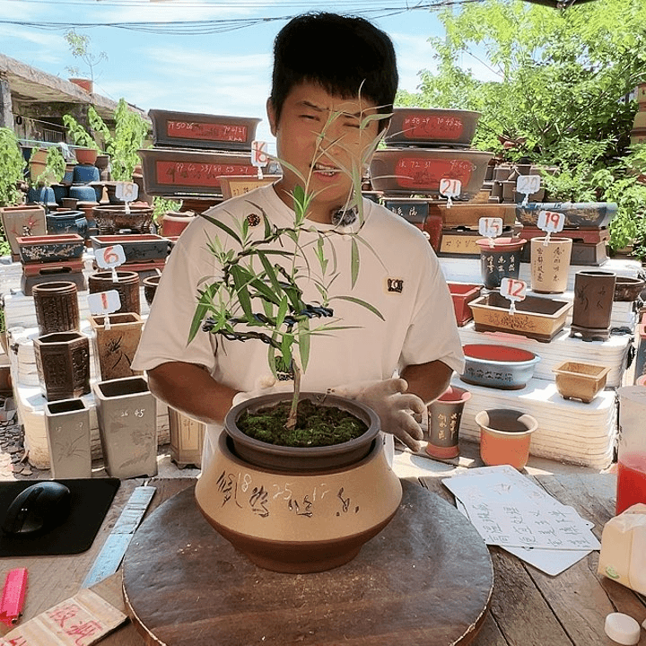 紫砂20CM（含）-50CM（不含）