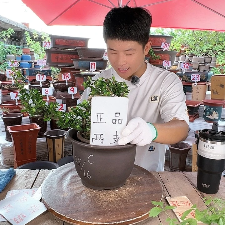 紫砂20CM（含）-50CM（不含）