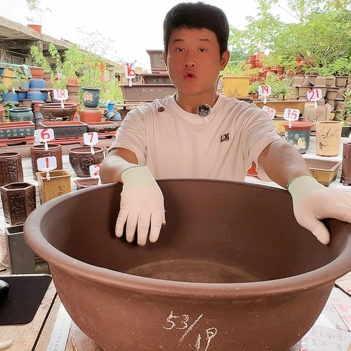 紫砂20CM（含）-50CM（不含）