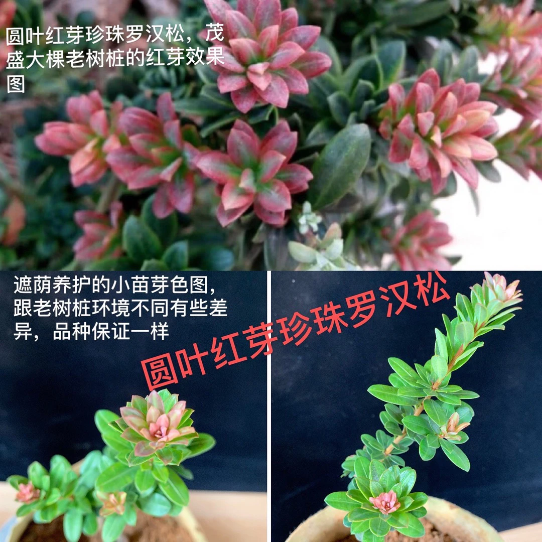 圆叶红芽珍珠罗汉松，金边圆叶红芽珍珠罗汉松，红芽珍珠红宝石