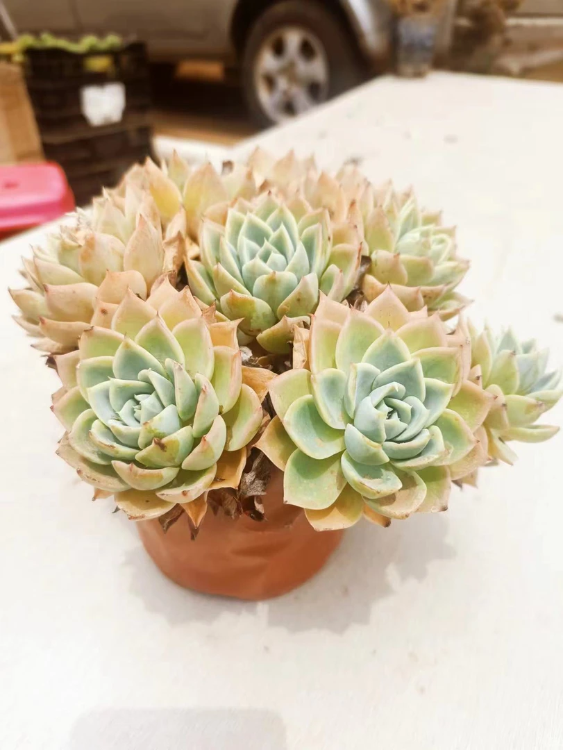 精品多肉  精品三色堇