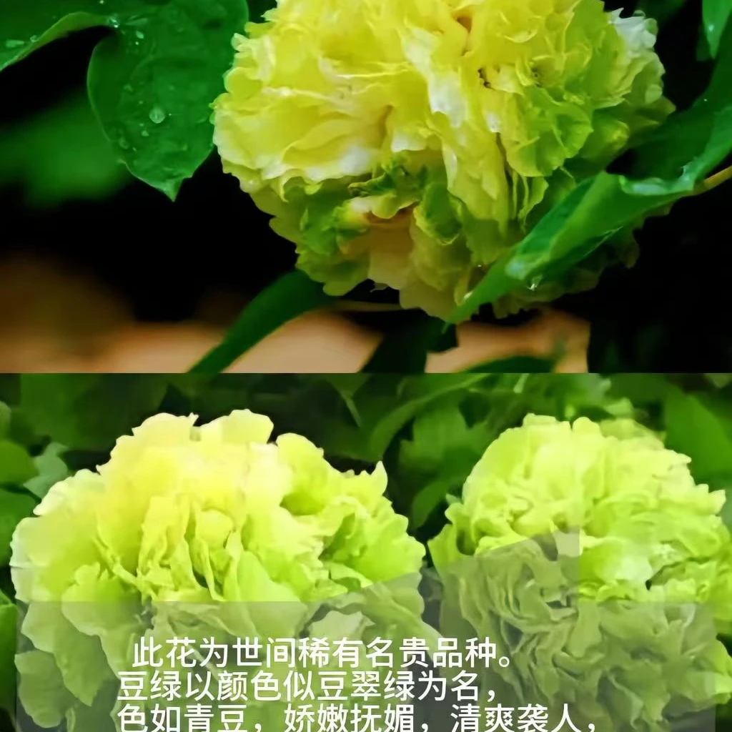 洛阳牡丹洛阳发货多款牡丹花种子花色齐全多年生阳台庭院好养花卉
