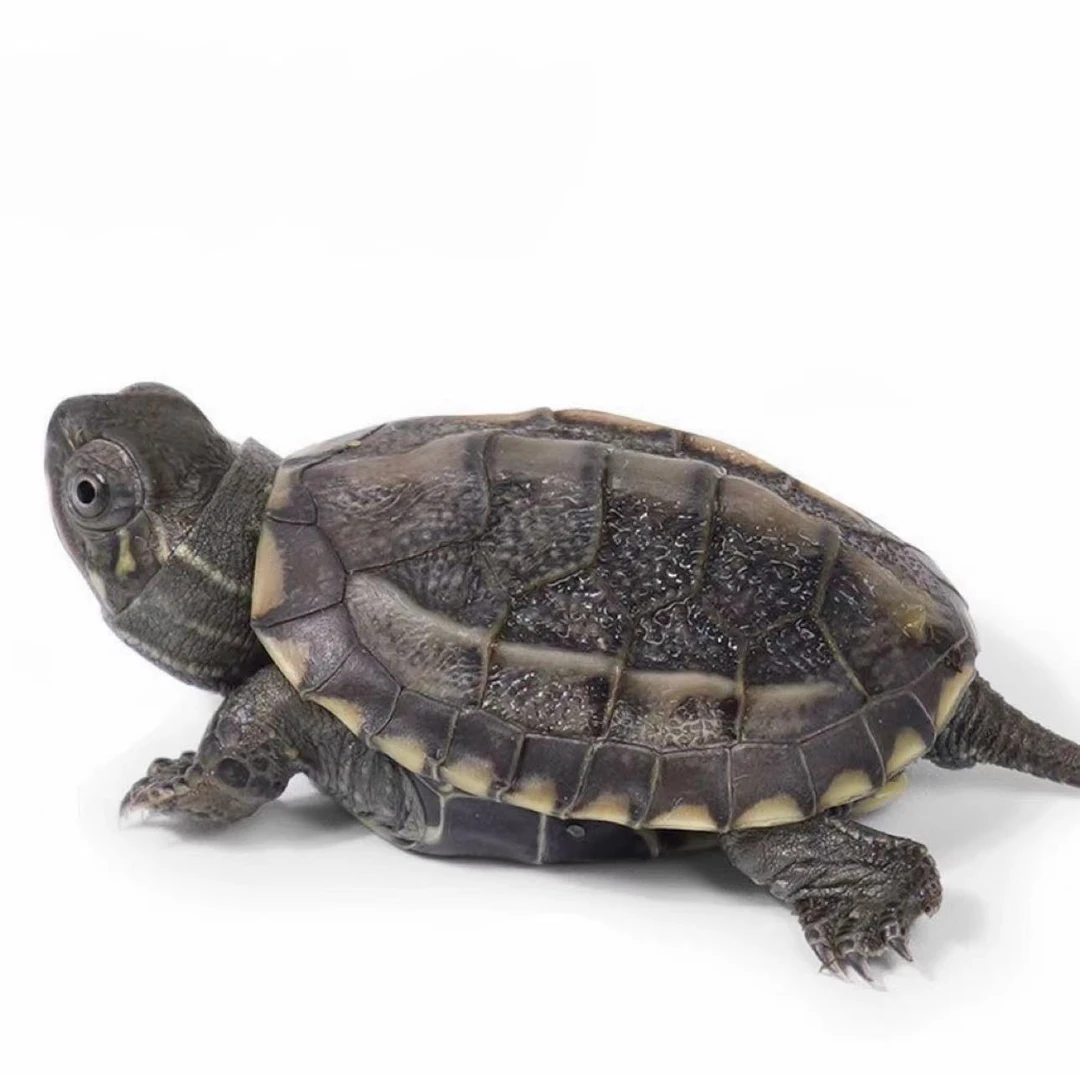 【6只一盒】宠物用品乌龟草龟金线龟墨龟草龟苗 龟2-4cm送一袋龟粮