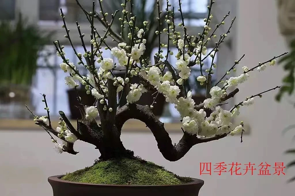【绿梅老桩】浓香型耐寒梅花树盆栽老桩室内外庭院阳台花卉绿植
