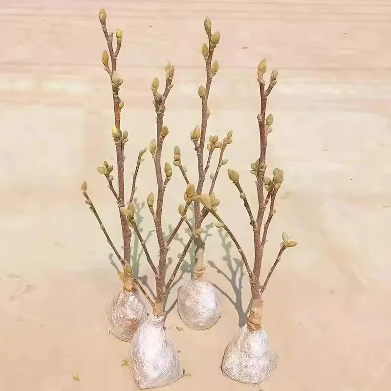 《福袋》玉兰20-30cm高