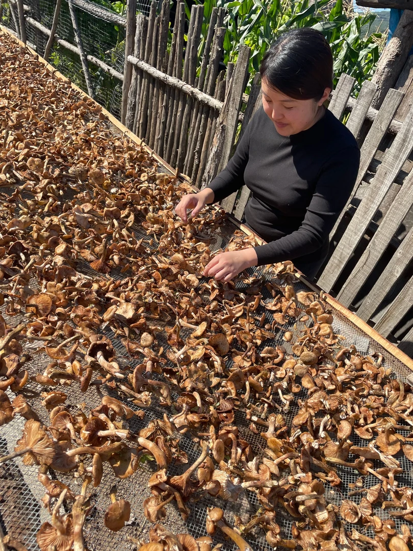 东北榛蘑 小鸡炖蘑菇榛蘑 大自然的馈赠 新货大山里的蘑菇