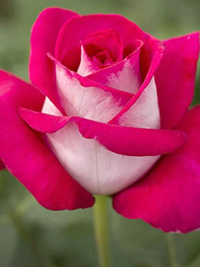 【花花大公子】莫妮卡贝鲁奇月季大苗 一物一拍 盆栽 地栽 花园庭院