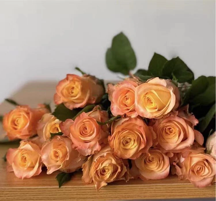 【花花大公子】油画蒙娜丽莎月季大苗 一物一拍 盆栽 地栽 花园庭院