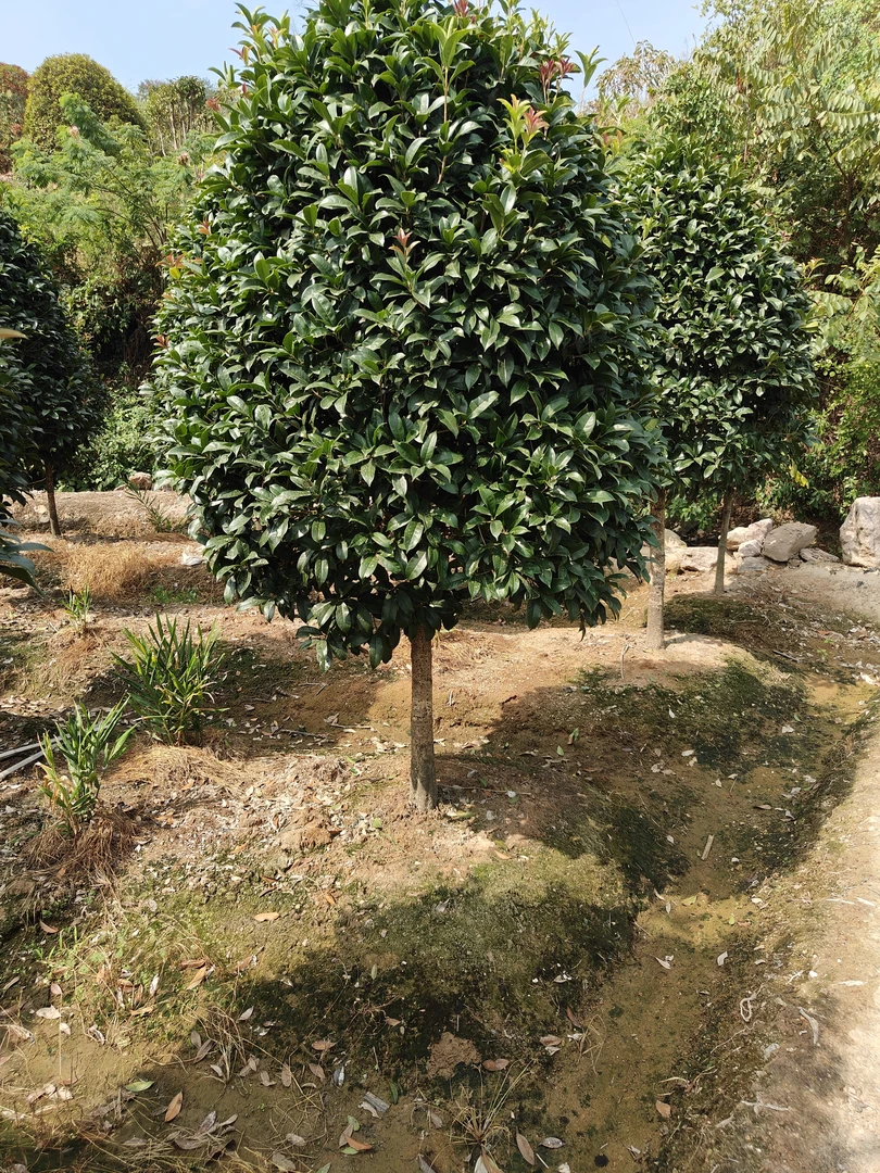 精品桂花树基地直销原生金桂丹桂一物一拍