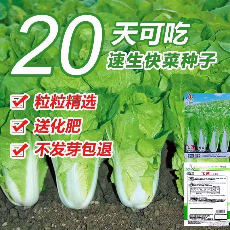 奶油快菜种子20天四季速生耐热耐湿蔬菜种子大小白菜菜种子种子