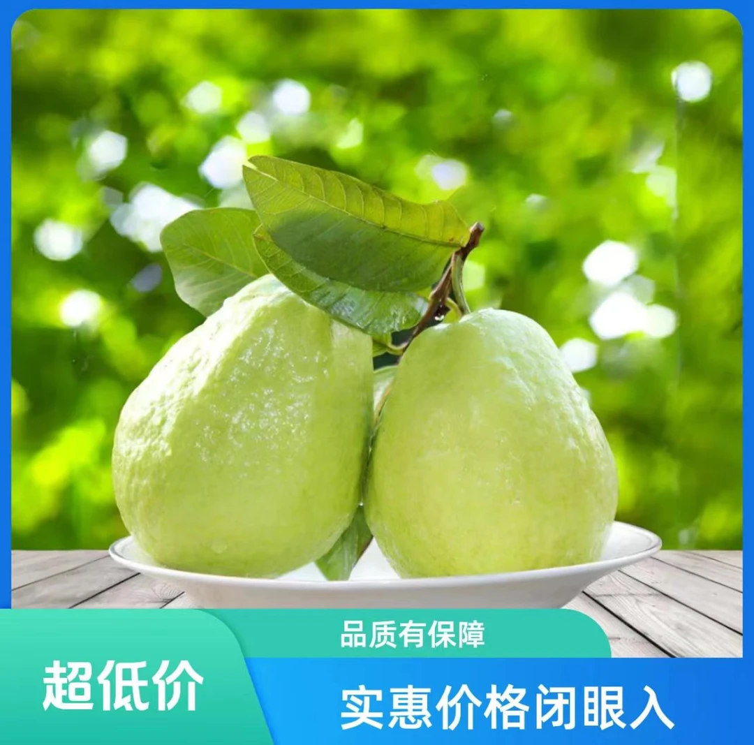 广西新鲜现摘白心番石榴白肉清甜硬脆低糖水果3/5/营养夏日美食