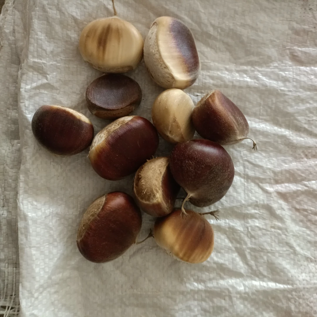 新鲜蔬菜，安徽本地，新鲜采摘1斤半至5斤发货，板粟，现摘现发！