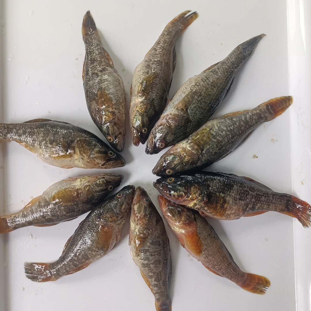 中号老头鱼4斤装1斤不超过20个头活体速冻发货