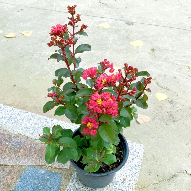 【樱桃摩卡】紫薇花 矮化新品紫薇