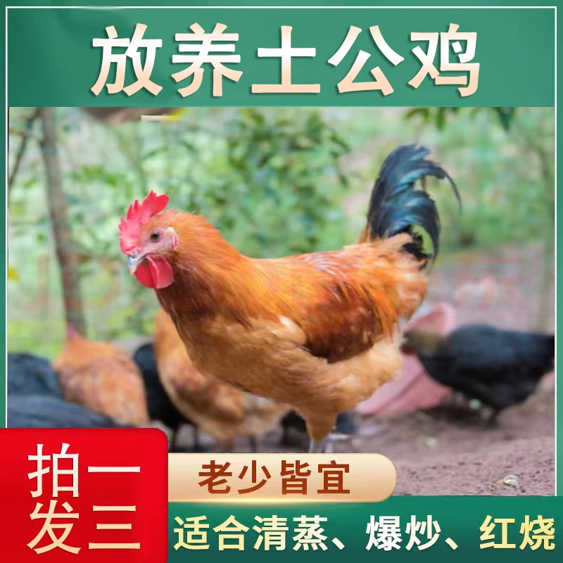 买二送一 发三只 150天黄脚土公鸡 带内脏 3只净重9斤左右