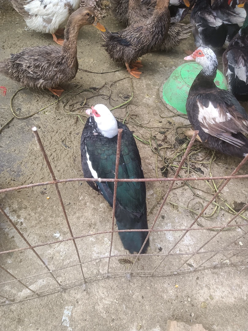 农村土货散养老番鸭