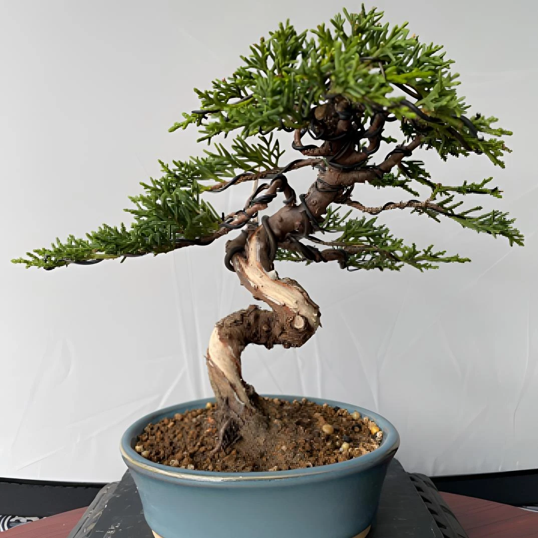 济州真柏造型桩小品掌中宝