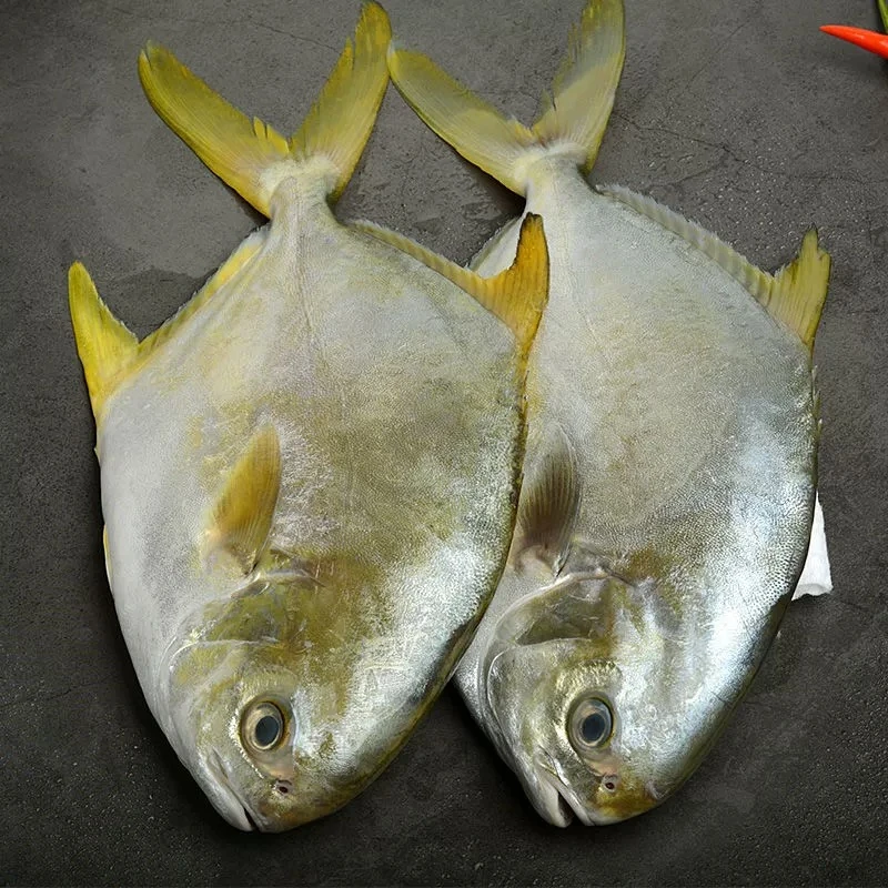 天然约4斤金鲳鱼广东港口深海野生鲜活速冻海鱼200-300g每条