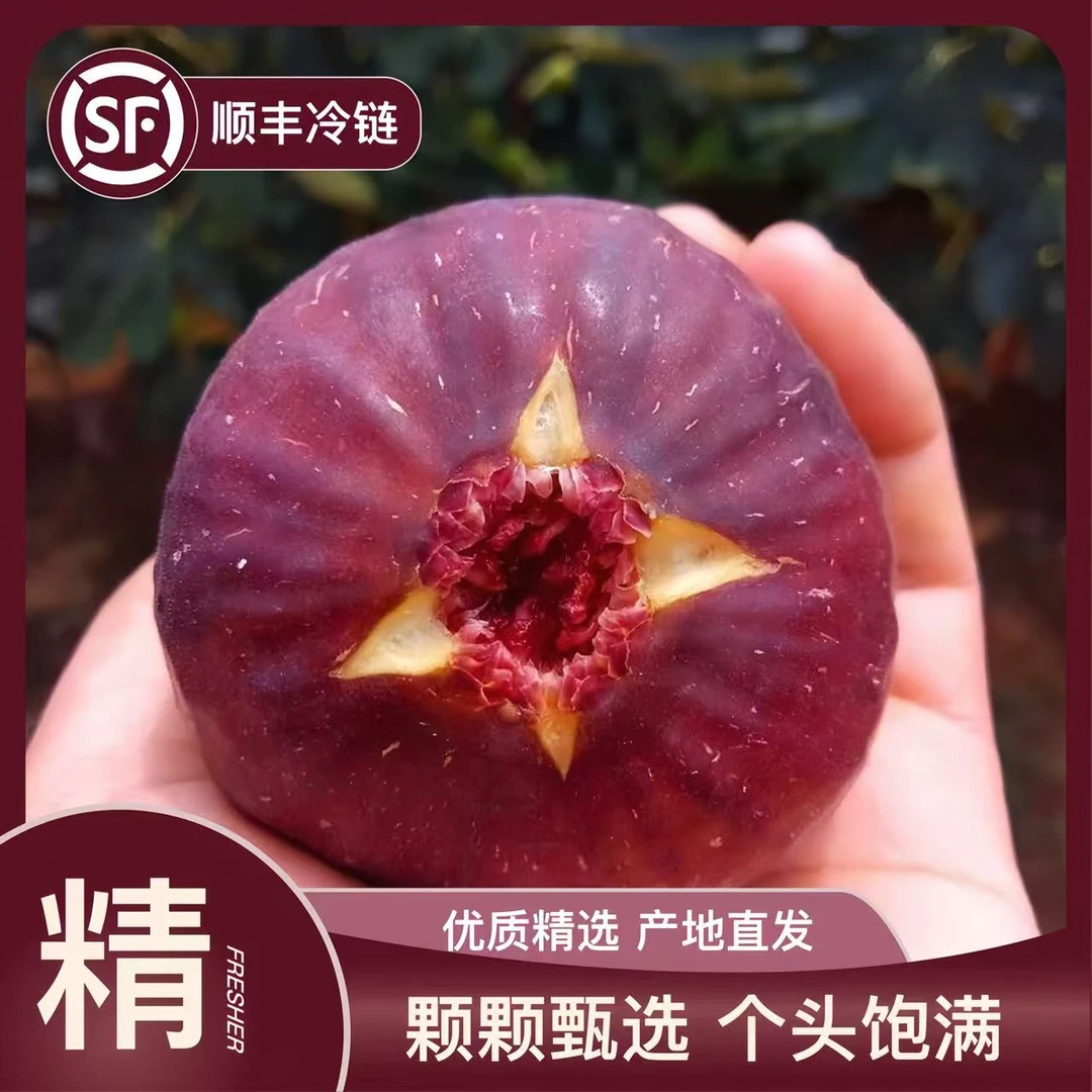 【甜爆了无花果 顺丰冷链】四川红皮无花果鲜果老树无花果水果树熟