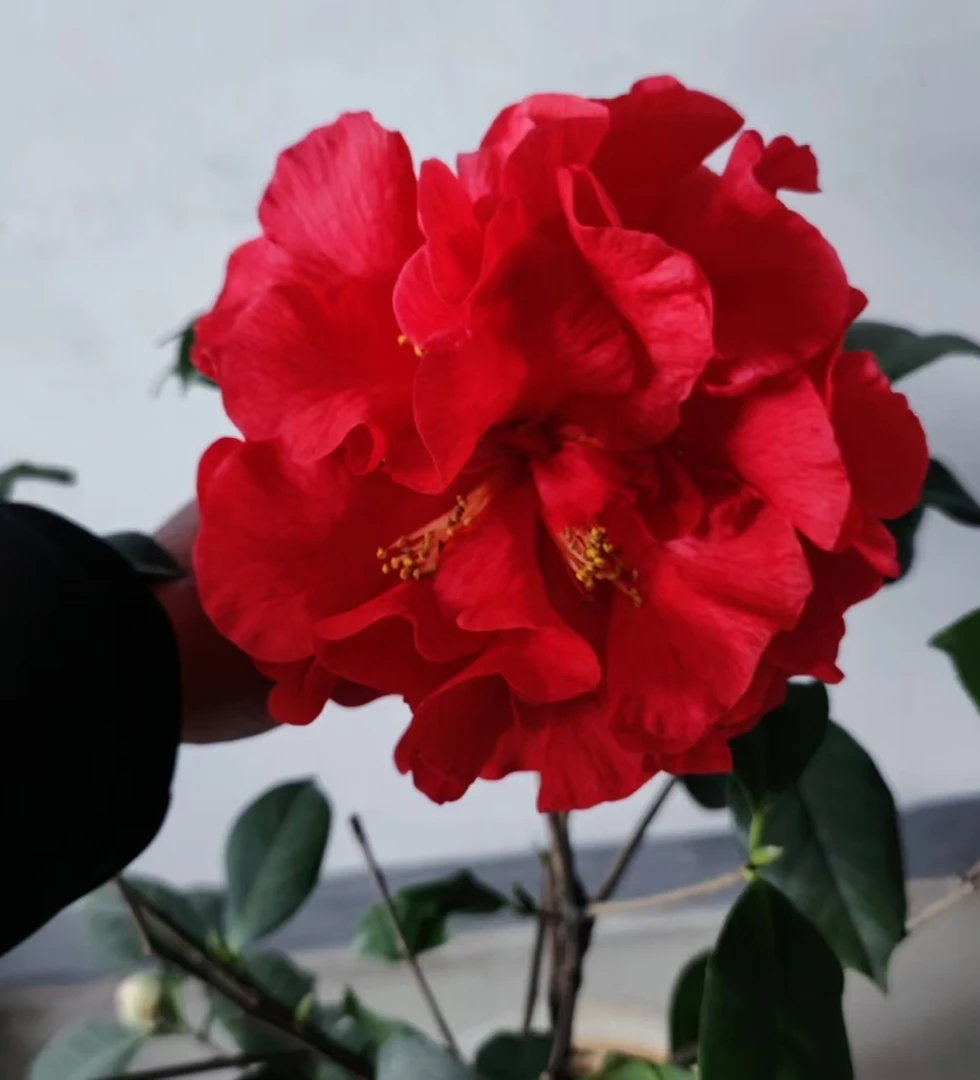 名贵品种巨型花丹巴通茶花花开艳红色牡丹型春季花卉栽培冬季开花