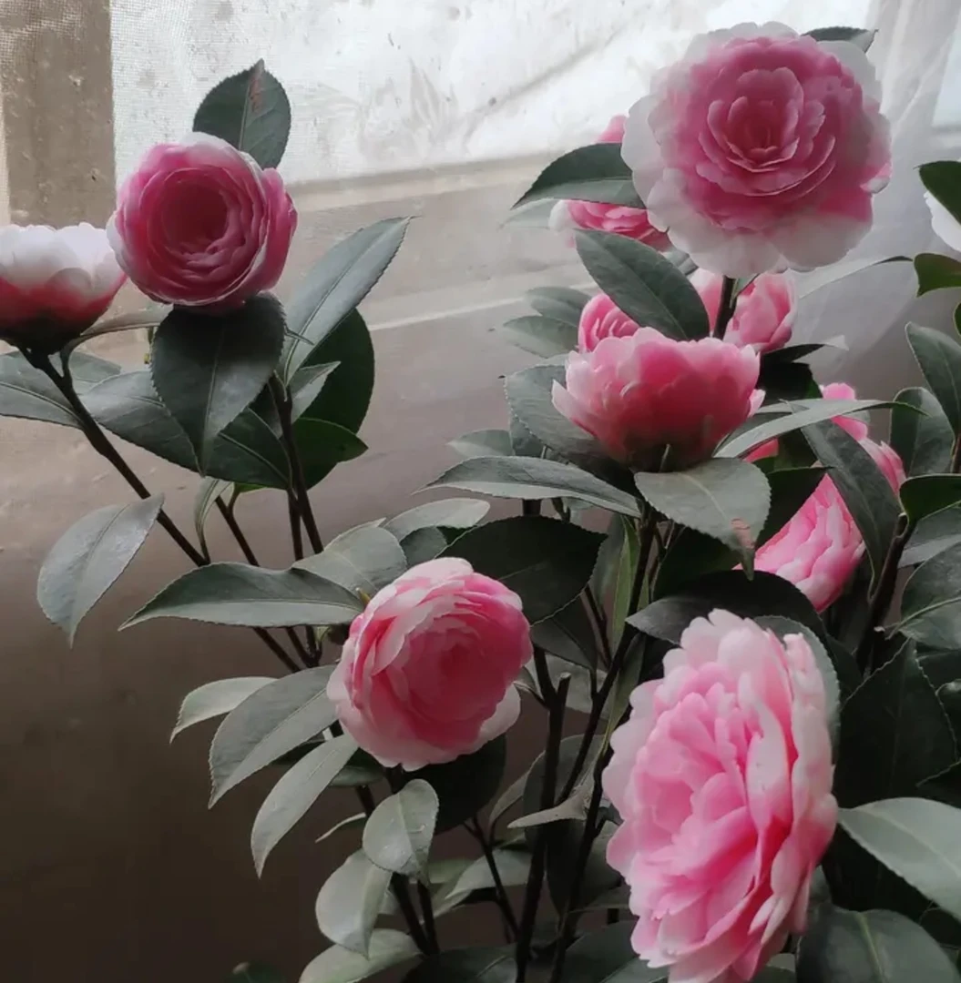 复色水屋茶花耐寒白色春季花卉红色栽培冬季