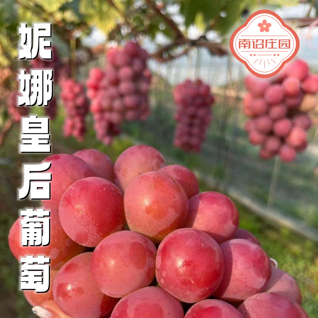 【南诏庄园】1斤云南正宗妮娜皇后葡萄提子 精选颗粒果纯甜无酸无籽